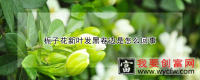 栀子花新叶发黑卷边是怎么回事