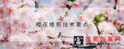 樱花修剪技术要点