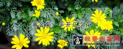 黄金菊一年开几次花