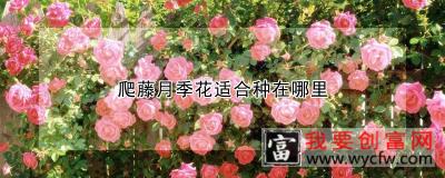 爬藤月季花适合种在哪里