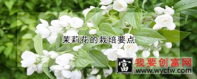 茉莉花的栽培要点