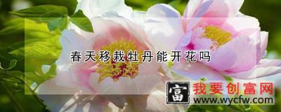 春天移栽牡丹能开花吗