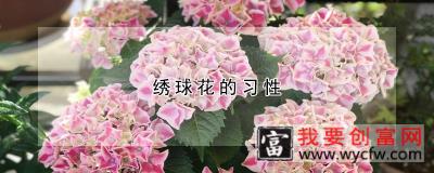 绣球花的习性