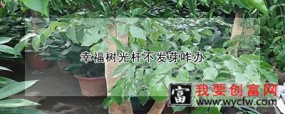 幸福树光杆不发芽咋办