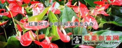 红掌叶子中间干枯发黄怎么办