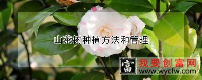 山茶树<a href=https://www.wycfw.com/e/tags/?tagid=232 target=_blank class=infotextkey>种植方法</a>和管理