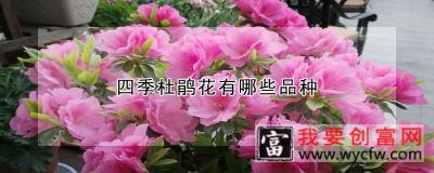 四季杜鹃花有哪些品种