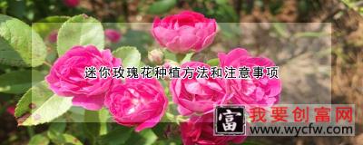 迷你玫瑰花<a href=https://www.wycfw.com/e/tags/?tagid=232 target=_blank class=infotextkey>种植方法</a>和注意事项