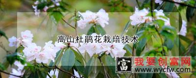 高山杜鹃花栽培技术