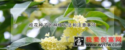 桂花种子的<a href=https://www.wycfw.com/e/tags/?tagid=232 target=_blank class=infotextkey>种植方法</a>和注意事项