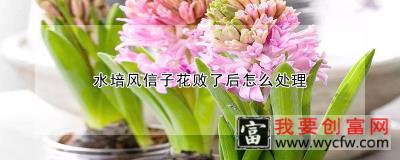 水培风信子花败了后怎么处理