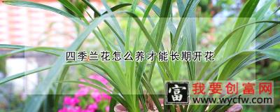 四季兰花怎么养才能长期开花