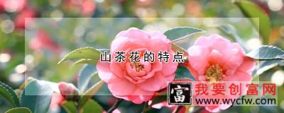 山茶花的特点