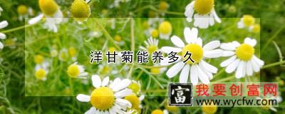 洋甘菊能养多久