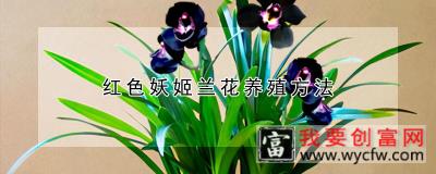 红色妖姬兰花养殖方法