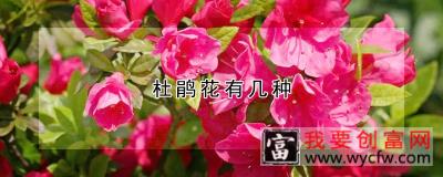 杜鹃花有几种