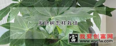 发财树怎样栽培