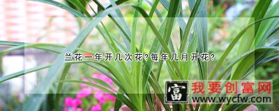 兰花一年开几次花？每年几月开花？