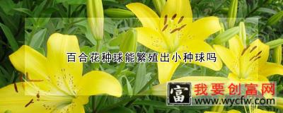 百合花种球能繁殖出小种球吗