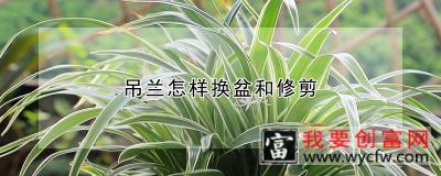 吊兰怎样换盆和修剪