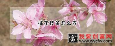 桃花枝条怎么养