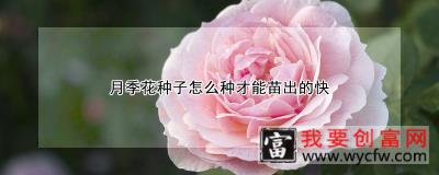 月季花种子怎么种才能苗出的快