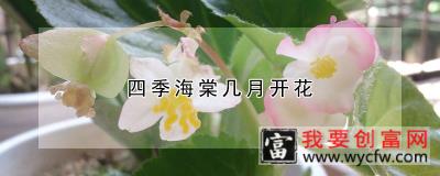 四季海棠几月开花