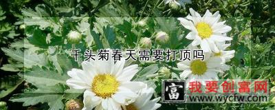 千头菊春天需要打顶吗