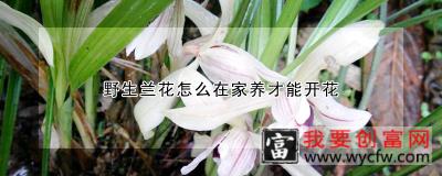 野生兰花怎么在家养才能开花