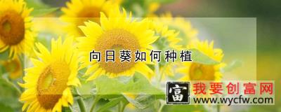 向日葵如何种植