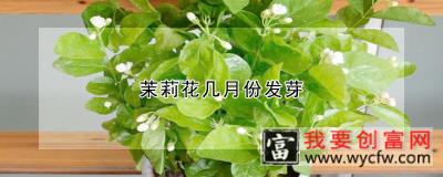 茉莉花几月份发芽