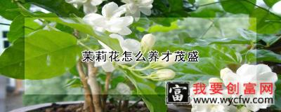 茉莉花怎么养才茂盛