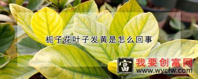 栀子花叶子发黄是怎么回事