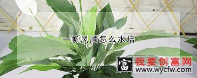 一帆风顺怎么水培