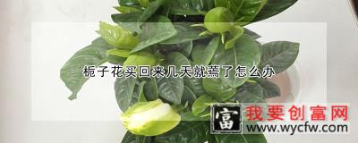 栀子花买回来几天就蔫了怎么办