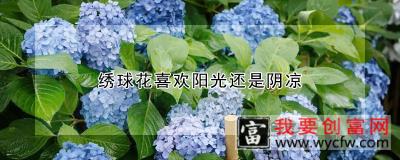 绣球花喜欢阳光还是阴凉