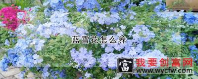 蓝雪花怎么养