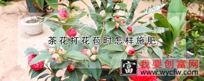 茶花打花苞时怎样施肥