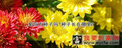 菊花有种子吗?种子长在哪里?