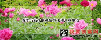 春季芍药花的<a href=https://www.wycfw.com/e/tags/?tagid=232 target=_blank class=infotextkey>种植方法</a>和注意事项