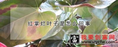 红掌烂叶子是怎么回事