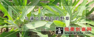 与蒲公英相似的野草