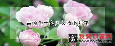 蔷薇为什么只长藤不开花