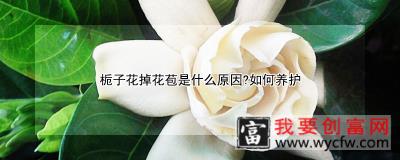 栀子花掉花苞是什么原因？如何养护