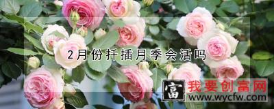 2月份扦插月季会活吗