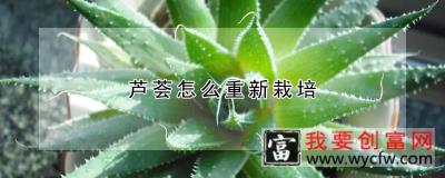 芦荟怎么重新栽培