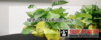 绿萝叶片有黄斑怎么办