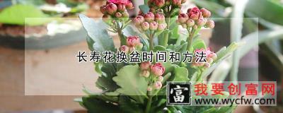 长寿花换盆时间和方法