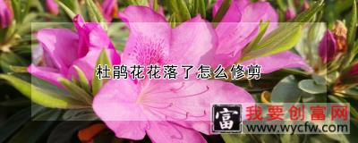 杜鹃花花落了怎么修剪