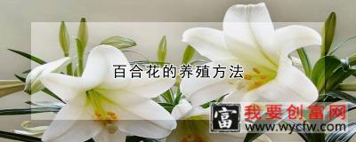 百合花的养殖方法